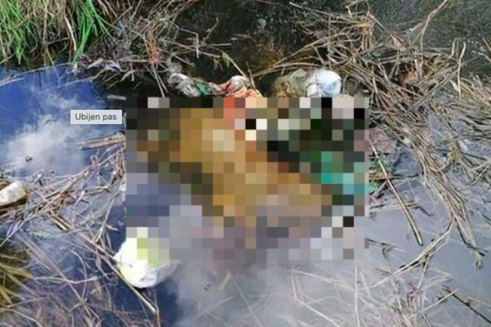 HOROR! Štene strpali u kantu, pa utopili u potoku, zlostavljanje posmatrala i deca