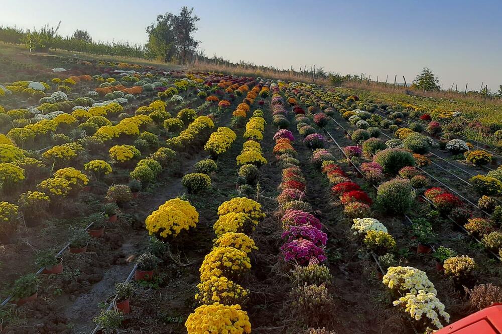 Miloš iz Vranja ima jako unosan posao: Uključena je cela porodica - prodaja samo ide, otkrio svoju tajnu