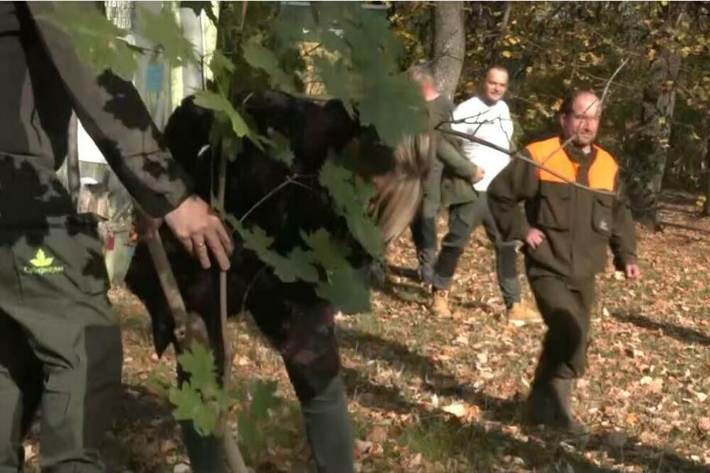 KOŠUTNJAK DOBIO NOVO DRVEĆE: Pluća grada ponovo prodisala