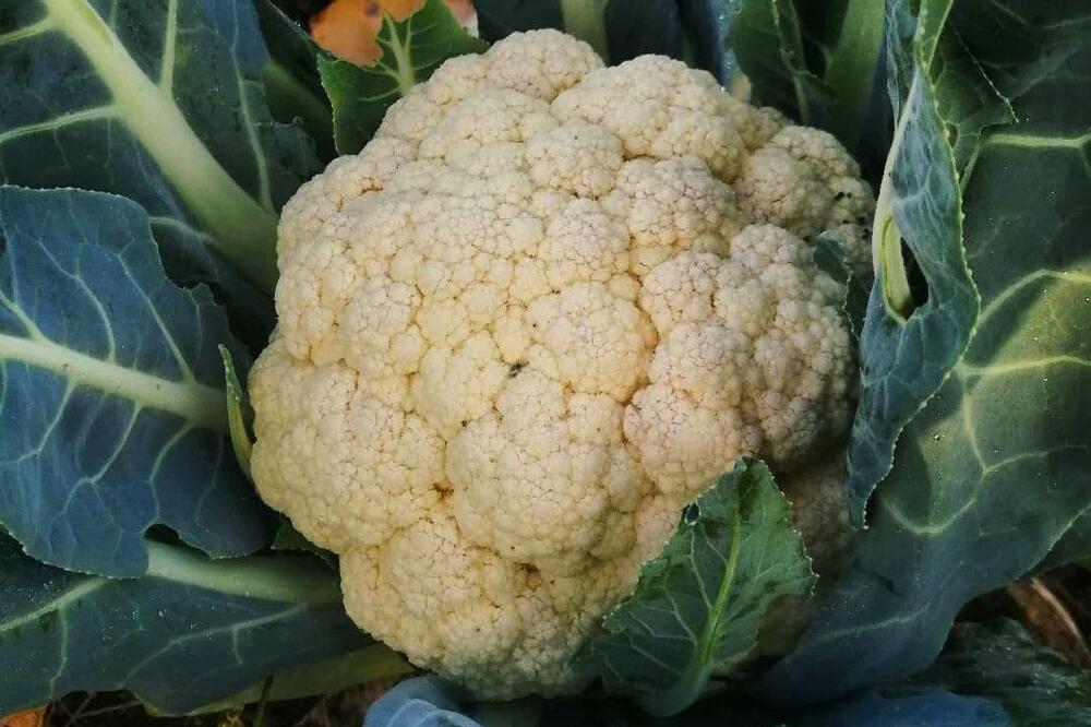 VIŠE NIKADA NEĆETE BACATI LISTOVE OD KARFIOLA: Kada čujete RAZLOG, ostaćete u neverici