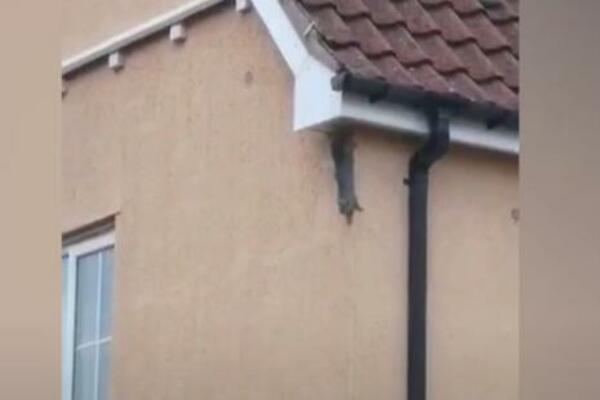 NEVEROVATAN PRIZOR! Veverica prkosi GRAVITACIJI, neverovatne akrobatske sposobnosti (VIDEO)