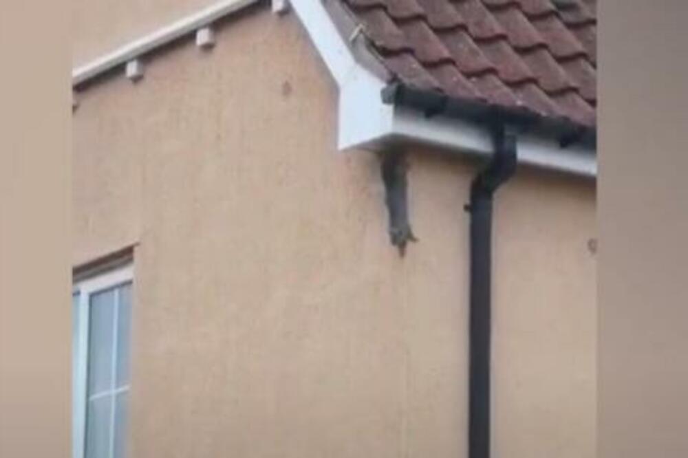 NEVEROVATAN PRIZOR! Veverica prkosi GRAVITACIJI, neverovatne akrobatske sposobnosti (VIDEO)