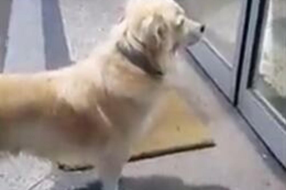 SLEPO DETE SA PSOM VODIČEM IZ SUBOTICE NISU HTELI DA PUSTE U NEKOLIKO KAFIĆA: 1 osoba odmah REAGOVALA