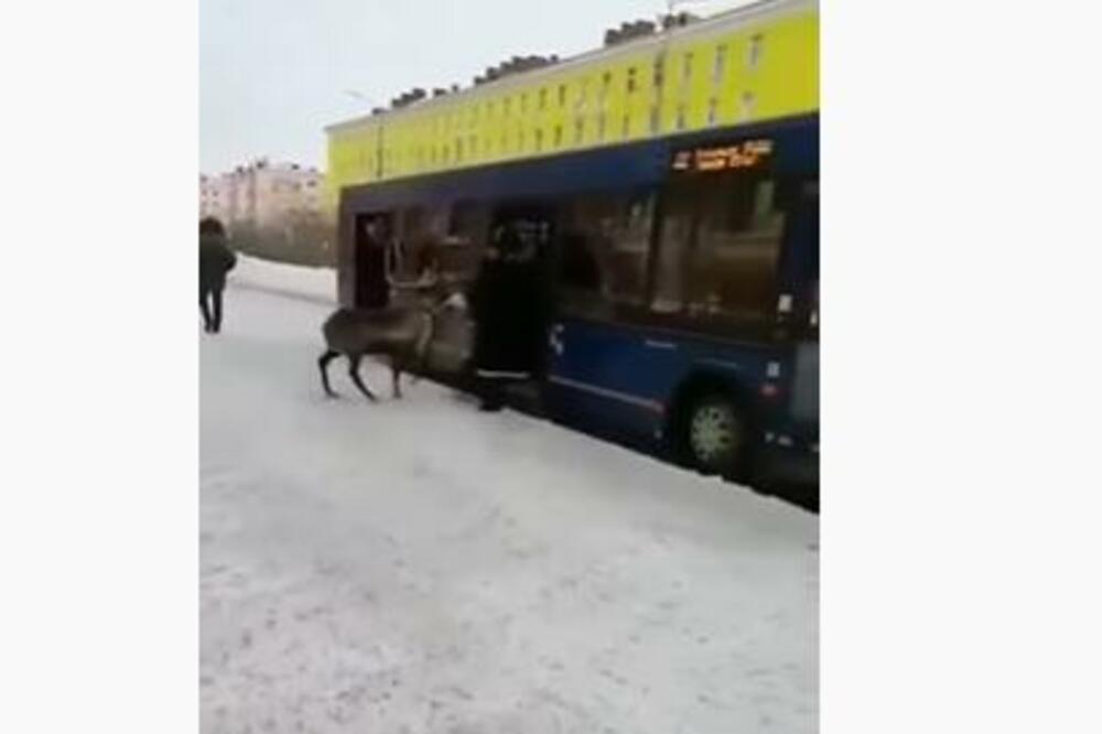 HIT, JELEN JE 'LADNO UŠAO U GRADSKI AUTOBUS DA SE PROVOZA: Ovakve scene se mogu samo u Rusiji da se vide (VIDEO)