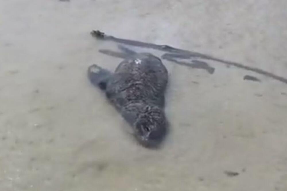 UZNEMIRUJUĆE SCENE NA OBALI KEJPTAUNA: Leševi prekrili obalu, raste zabrinutost (VIDEO)