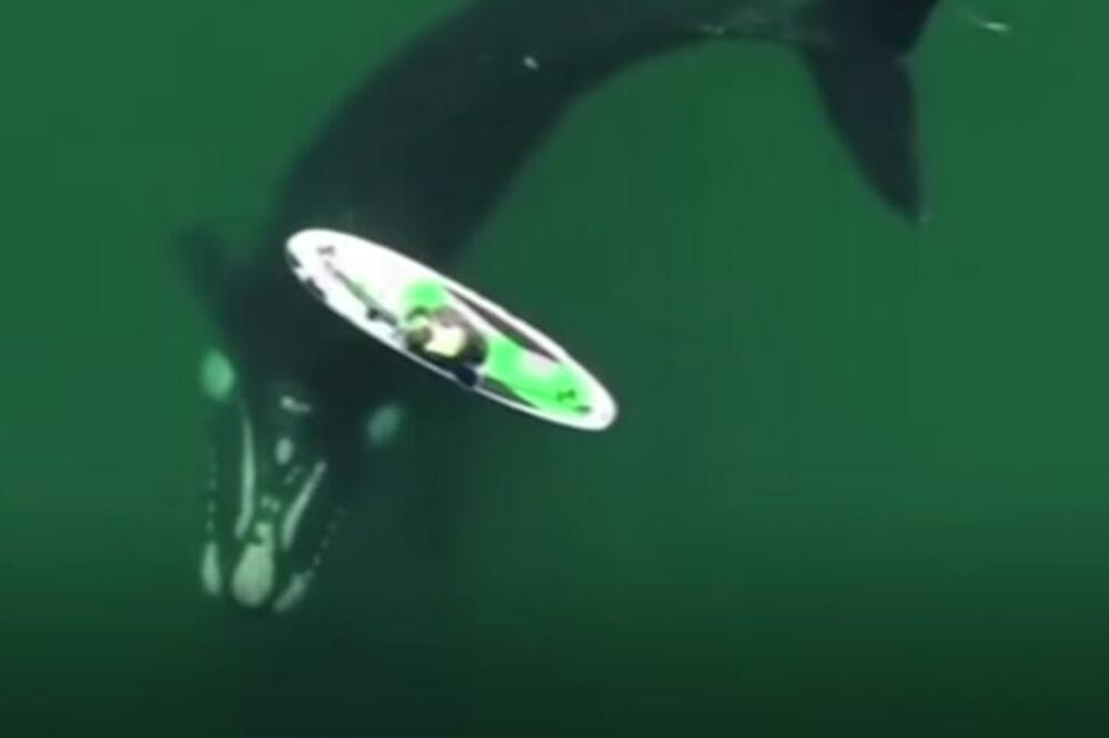 "JEDAN OD NJIH ME JE DODIRNUO PO RUCI": Veslala uz obalu okeana kada su je okružila 2 neočekivana posetioca (VIDEO)