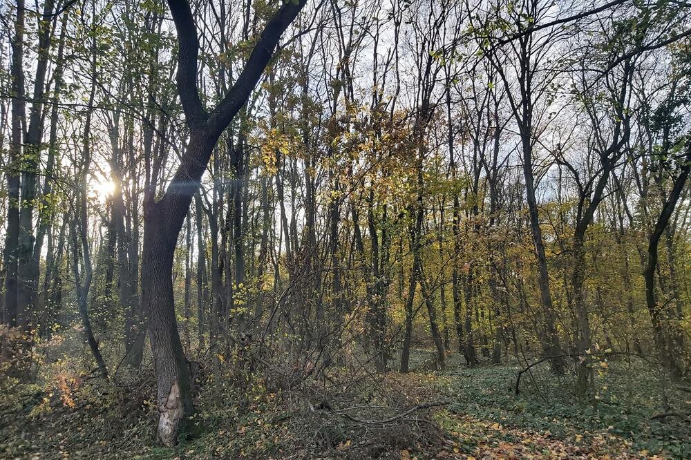 EVO ZAŠTO JE KOŠUTNJAK OVAKO POSEBAN! Drugi svetski rat ga je PREGAZIO i preti mu izumiranje, ali oni će ga SPASITI