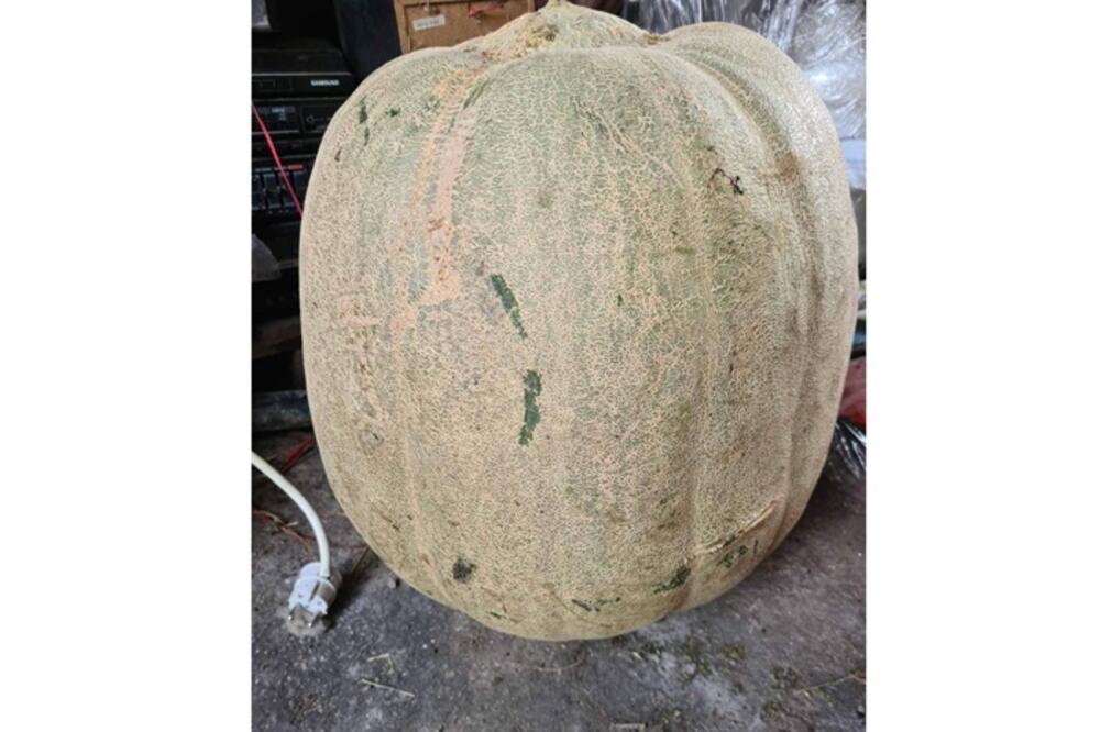 RADOJKO IZ SENIŠTA NE ZNA ŠTA ĆE SA DŽINOVSKOM TIKVOM: Rodio GOROSTAS od 70 KILOGRAMA, domaćin zbunjen (FOTO)