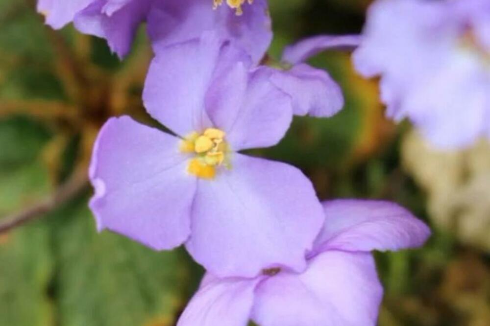 SIMBOL POBEDE: U znak sećanja na stradale danas na rever okačite ovaj cvet! (FOTO)