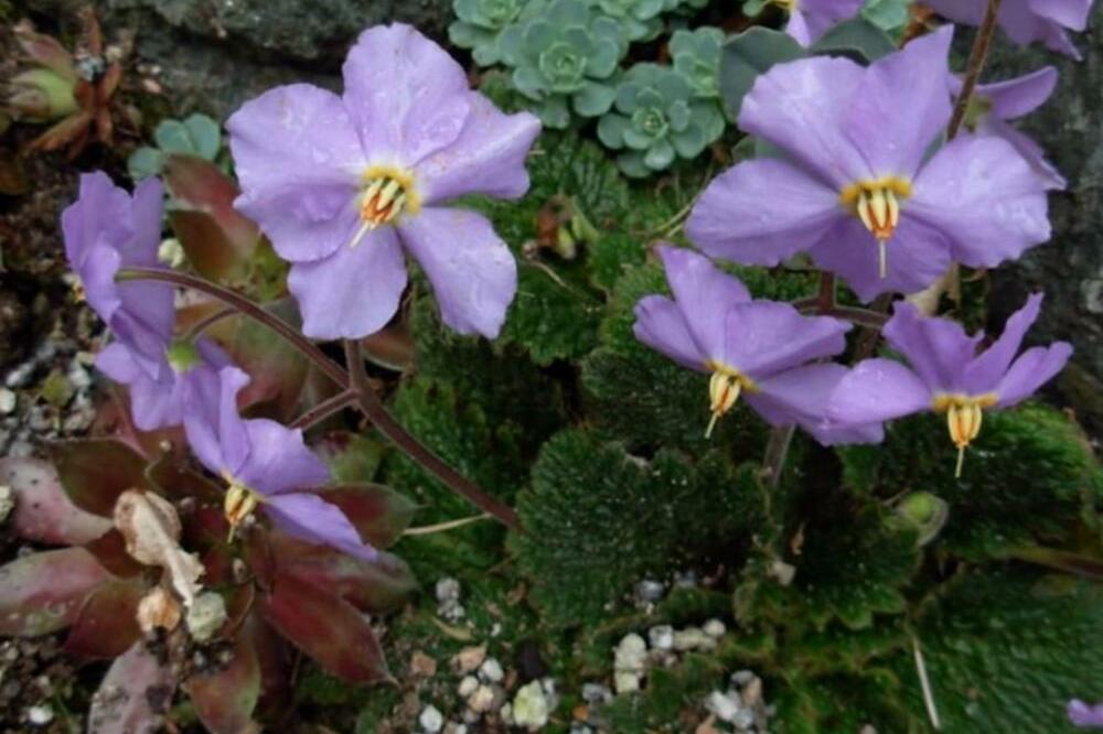 Srpska vojska bila je poput ovog cveta: Evo kako je Natalijina ramonda postala simbol Dana primirja