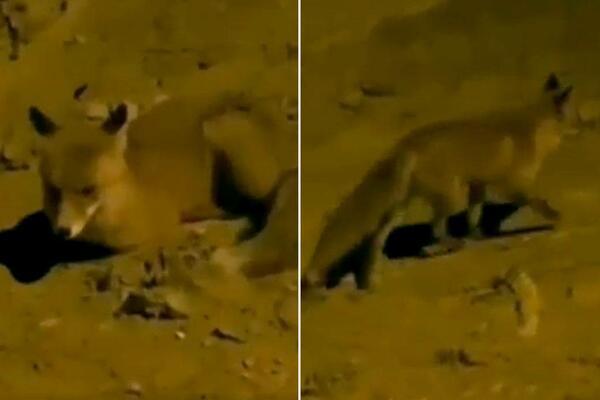 LISICA SE ODOMAĆILA U BEOGRADU, VOŽDOVČANI ODUŠEVLJENI: Vidi se da joj je lepo! (VIDEO)