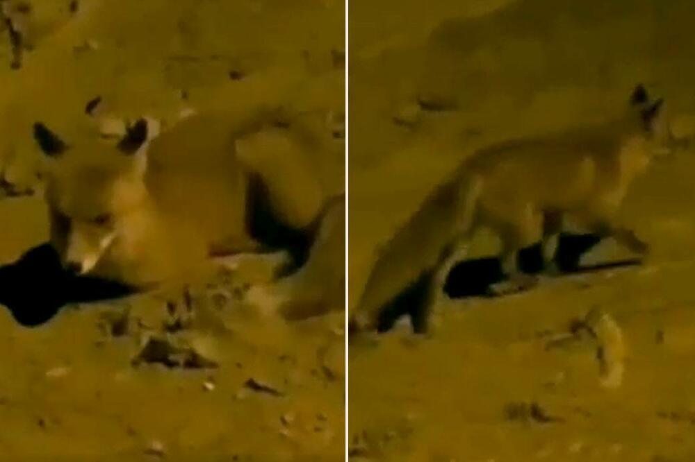 LISICA SE ODOMAĆILA U BEOGRADU, VOŽDOVČANI ODUŠEVLJENI: Vidi se da joj je lepo! (VIDEO)