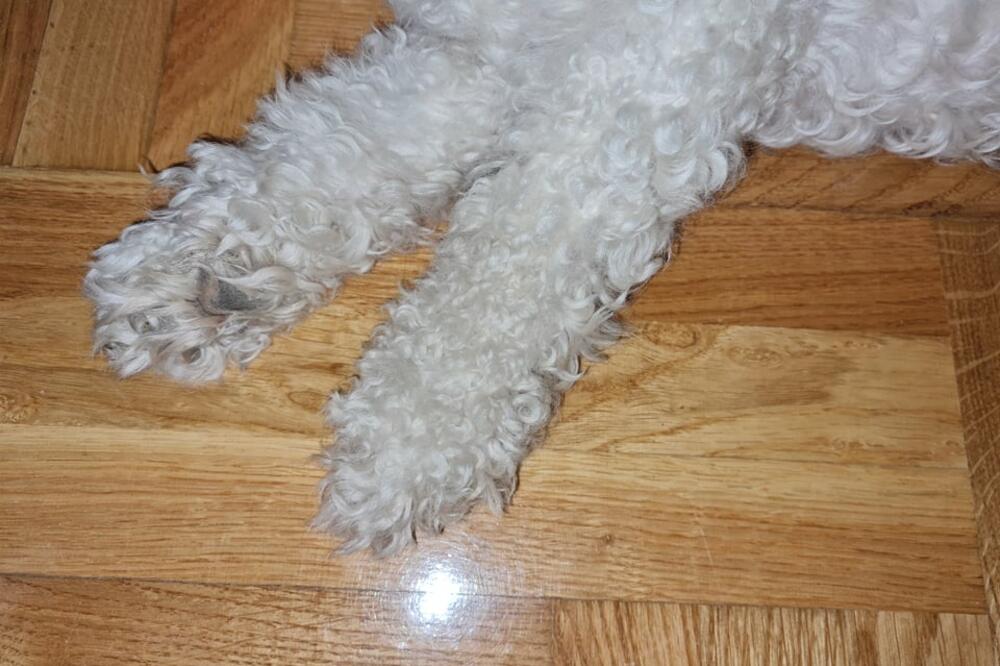 VAŠ PAS ČESTO LIŽE ŠAPE? To može biti ZNAK ZA UZBUNU, a evo i zašto