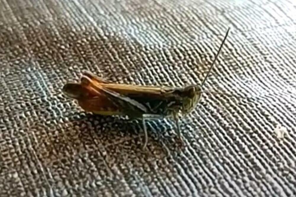 SKAKAVCI PROGLAŠENI ZA HRANOM ZA LJUDE: Bogati su PROTEINIMA, a to nije sve! Na spisku uskoro i CVRČCI?!