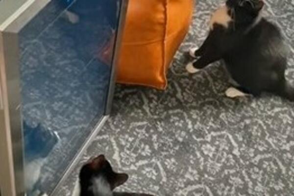 PRVI PUT ČUO ZVUK ŠTAMPAČA: Pogledajte reakciju MAČKA, presmešna je, HIT (VIDEO)