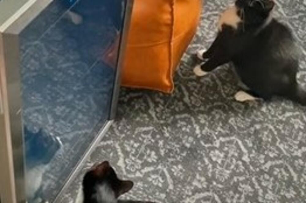 PRVI PUT ČUO ZVUK ŠTAMPAČA: Pogledajte reakciju MAČKA, presmešna je, HIT (VIDEO)