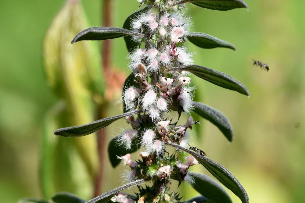 OVA BILJKA JE ODLIČNA ZA SRCE, A POMAŽE I KOD LJUBAVNIH JADA, ODMAH ĆETE JE SMUĆKATI: Brzo zapišite sastojke