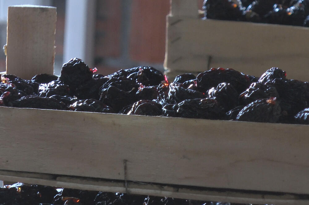 NOVI SRPSKI BREND, SUVA ŠLJIVA: Voćari napunili džepove, plodni šljivici MALI RUDNIK ZLATA (FOTO)