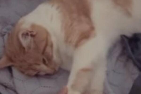 MAČKU MUAMERA ZUKORLIĆA NIKO NE MOŽE DA POMOGNE! Odneli su ga sa GROBA, neće da mrdne, TUŽAN PRIZOR (VIDEO)