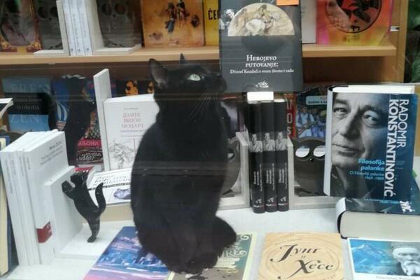 CRNA MACA POSTALA HIT U BEOGRADU! Sedi u knjižari među knjigama, pozdravlja prolaznike, živi kao CAR! (FOTO)