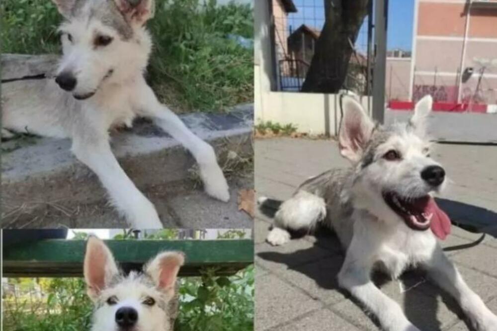 "LJUBAV I DOM ZA OVU UNIKATNU LEPOTICU"! Ona ima samo 1 ŽELJU za Novu Godinu, hajde da je OSTVARIMO (FOTO)