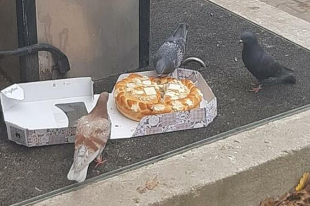 GOLUBOVI U SRBIJI NAVALILI NA SLAVSKI KOLAČ! Završio je na zemlji, a ptice su odmah "NAVALILE" (FOTO)