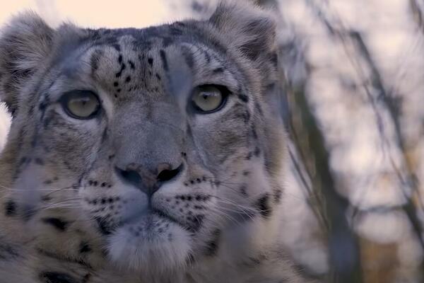 MAJKA SPASILA SINA IZ KANDŽI LEOPARDA! Životinja se približila kući, zgrabila DETE i pobegla