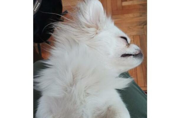 DODIRI UBLAŽAVAJU UZNEMIRENOST: Evo po kojim delovima psi vole da ih mazite, a gde ne