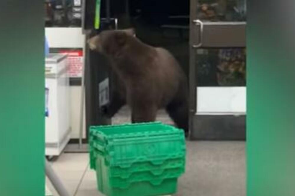 MEDVED BEZ PARDONA UŠAO U PRODAVNICU, "K'O SAV NORMALAN SVET": Sam je pokupio šta mu je BILO POTREBNO, HIT! (VIDEO)