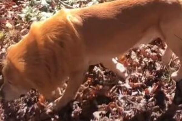 KOMŠIJE POZVALE POLICIJU ZBOG STRAHA DA U DVORIŠTU ŠETA LAV: Vlasnik se malo NAŠALIO, a reakcija ŽIVOTINJE je HIT