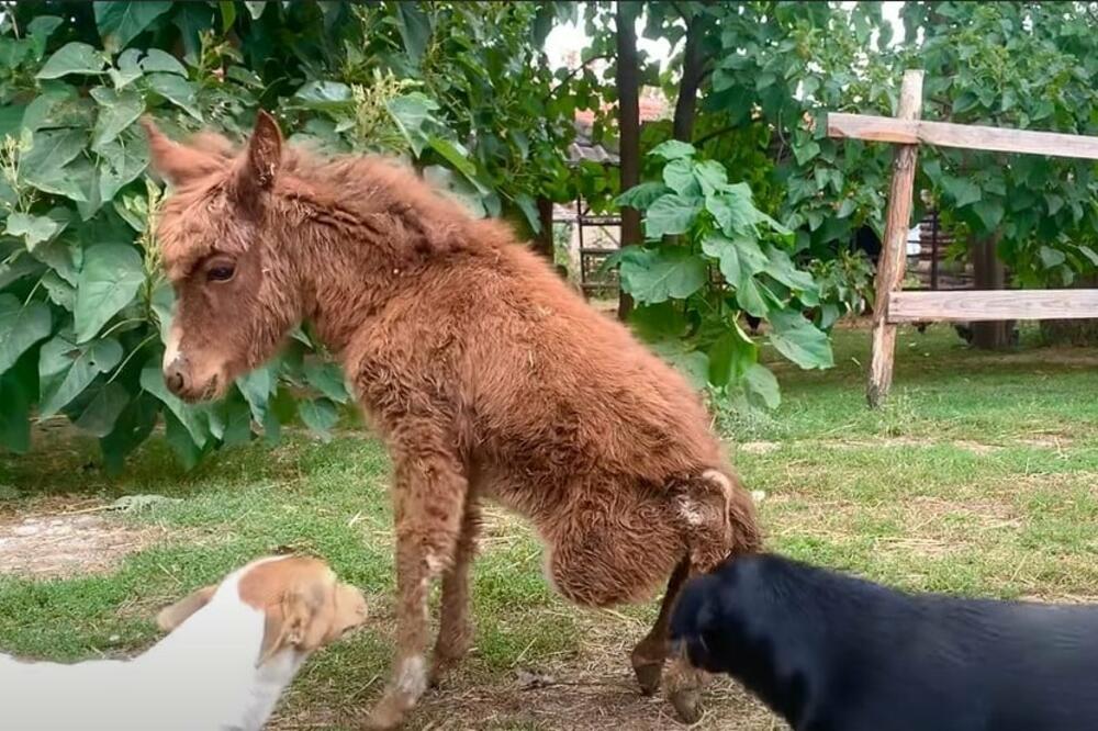 HUMANA ŽENA IZ AUSTRIJE HOĆE DA POMOGNE MALOJ STANI, OVO JOJ JE POSLEDNJA ŠANSA! Ako skupimo PARE, ide na OPERACIJU