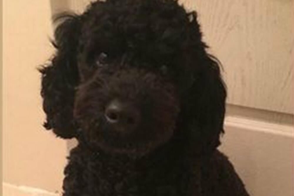 DA LI JE STERILIZACIJA PSA DOBRA IDEJA? Dobro pročitajte pre donošenja ODLUKE