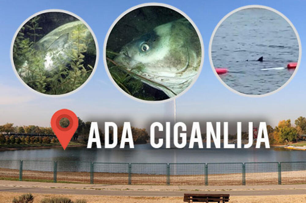 SEĆATE SE "NEMANI" IZ ADE CIGANLIJE? Svi su paničili, a sad je prizor u vodi PRETUŽAN (FOTO)