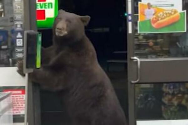 PRODAVAČICA ĆE OVO PAMTITI CEO ŽIVOT! Medved ušao u prodavnicu i uradio nešto o čemu će se PRIČATI (VIDEO)