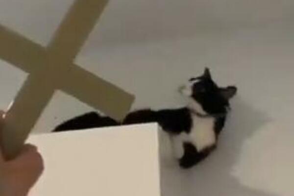 SNIMAK "EGZORCIZMA NAD MAČKOM"! Ona se uvija, kmeči, prenemaže se, kao pravi "DEMON" (VIDEO)