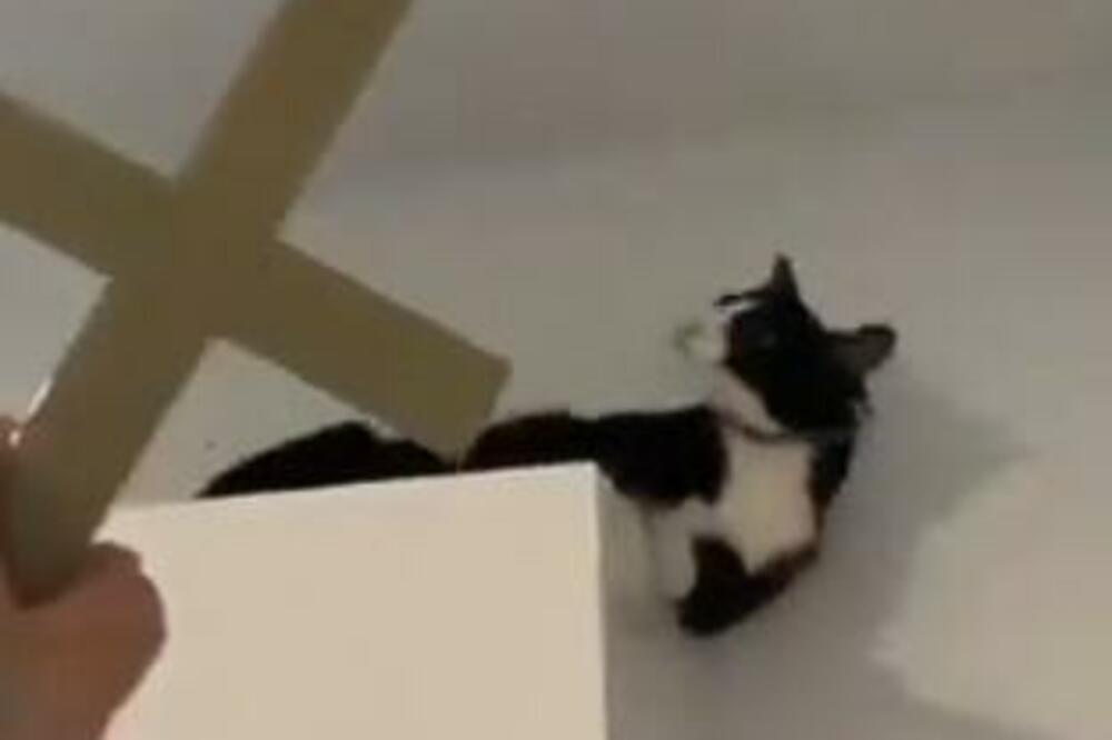 SNIMAK "EGZORCIZMA NAD MAČKOM"! Ona se uvija, kmeči, prenemaže se, kao pravi "DEMON" (VIDEO)