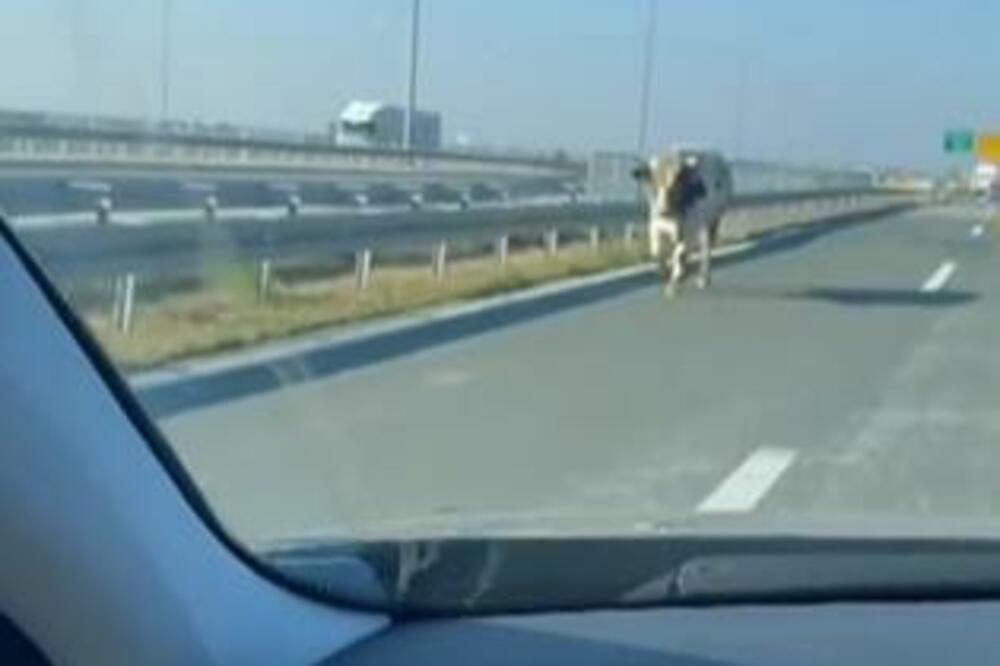 BIK SE POJAVIO NASRED AUTO-PUTA: Vozači kod isključenja za Novi Sad su I TE KAKO IMALI ŠTA DA VIDE! (VIDEO)