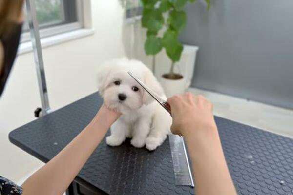 DA LI JE REALNO DA JE TOLIKO SLATKO?! Kada vidite šta je uradilo jedno BELO KUČENCE TOKOM ŠIŠANJA, RASTOPIĆETE SE!