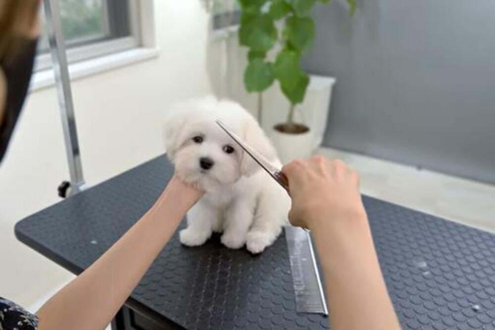 DA LI JE REALNO DA JE TOLIKO SLATKO?! Kada vidite šta je uradilo jedno BELO KUČENCE TOKOM ŠIŠANJA, RASTOPIĆETE SE!