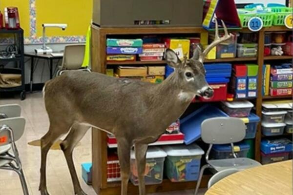 JELEN UPAO U ŠKOLU I NAPRAVIO HAOS: Ali, gledajte samo TE OKICE! (VIDEO)