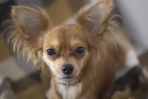 OVIH 5 RASA PASA SE NAJMANJE LINJAJU: Najzahvalniji su za ODRŽAVANJE, nema šanse da POGREŠITE