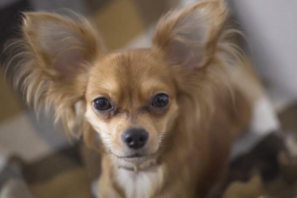 OVIH 5 RASA PASA SE NAJMANJE LINJAJU: Najzahvalniji su za ODRŽAVANJE, nema šanse da POGREŠITE