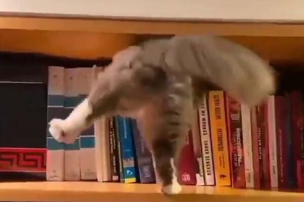 OVA MAČKA ĆE VAM ULEPŠATI OVO TMURNO JUTRO! Zaglavila se na neobičnom mestu, presmešno je (VIDEO)