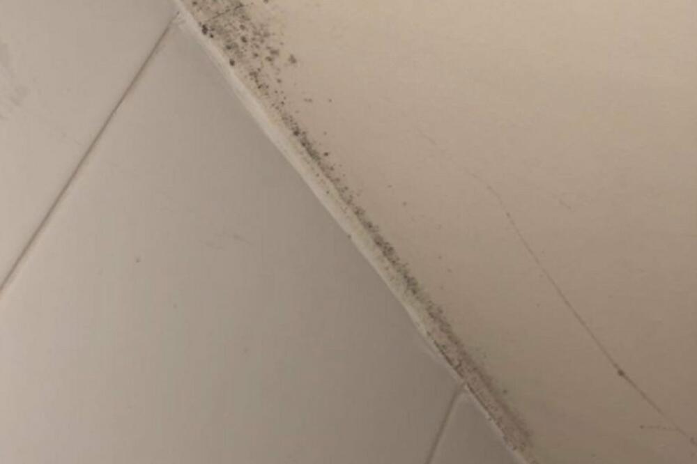 STAVITE OVU BILJKU U STAN, SUTRA KAD USTANETE NIŠTA NEĆE BITI ISTO: Zbog rezultata su svi u šoku