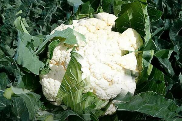 NA VAŠEM TANJIRU MORA DA SE NAĐE KARFIOL: Pamet u glavu, zdrav je KAO DREN!