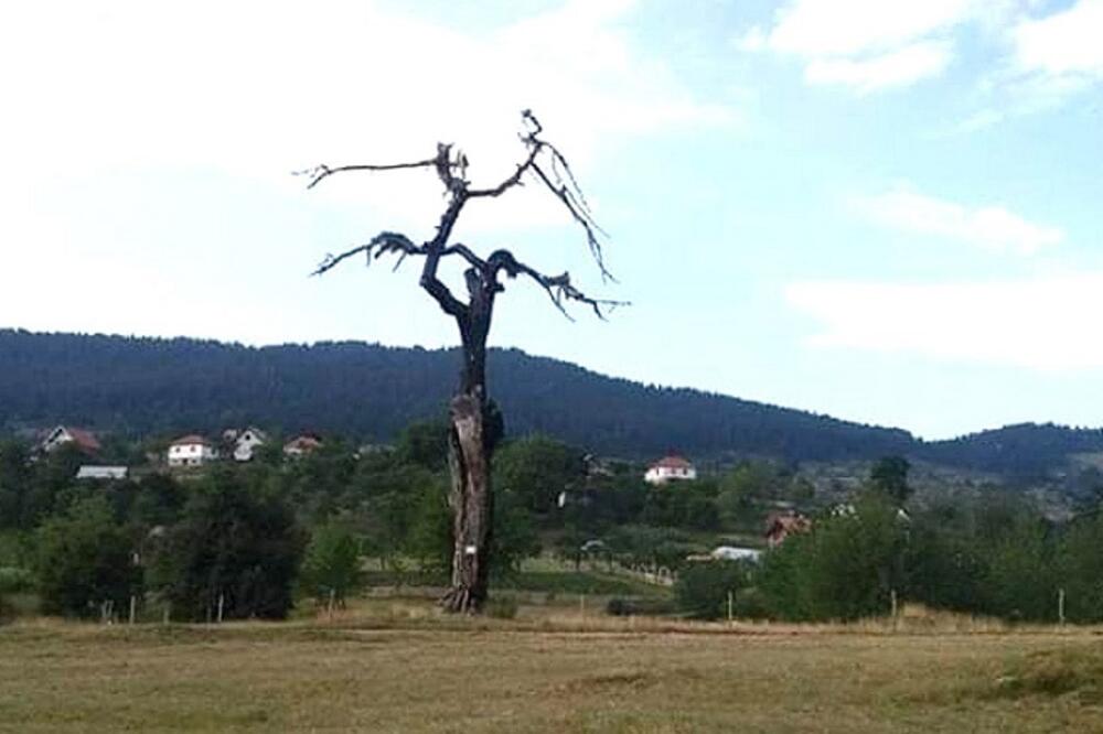 KREĆE OTKUP BILJKE OD KOJE SU MNOGI NAPUNILI DŽEPOVE: Ovo je sada cena po kilogramu