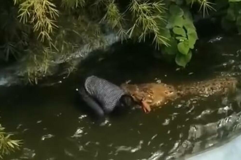 HOROR! UŠAO U BAZEN DA SE SLIKA SA KROKODILOM: Nije ni slutio šta će doživeti, KRV LIPTALA NA SVE STRANE! (VIDEO)