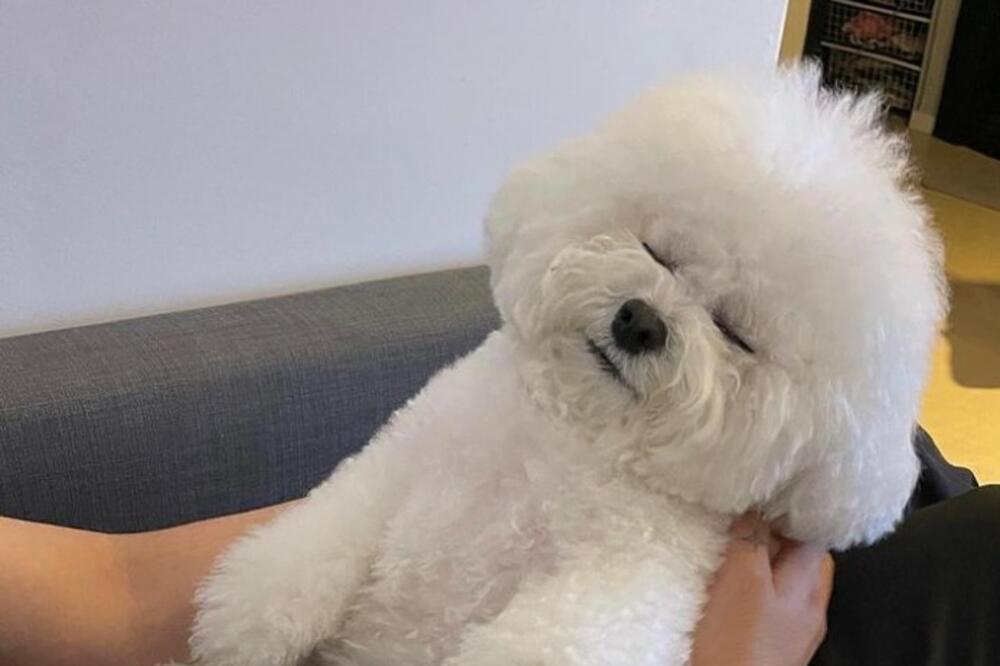 JEDNOSTAVNE DOMAĆE POSLASTICE ZA PSE: Vaš ljubimac će LAJATI za JOŠ (RECEPTI)