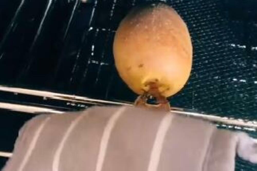 ČOVEK SE KUNE U OVAJ METOD PEČENJA KROMPIRA SA KOROM: Potrebna vam je samo KAŠIKA (VIDEO)