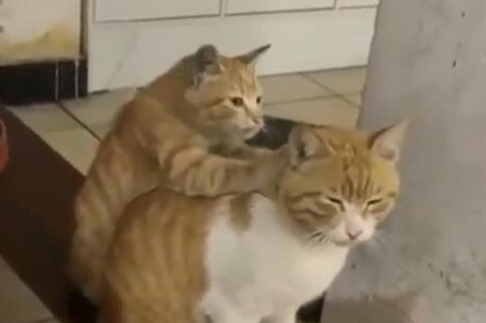 SNIMAK KOJI ĆE VAM UGREJATI SRCE! Maca MASIRA svoju prijateljicu, a ona prede i UŽIVA! (VIDEO)